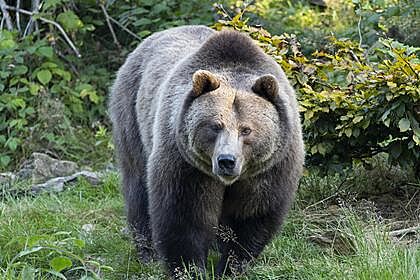 Российский пенсионер отбился от разъяренного медведя ножом для грибов