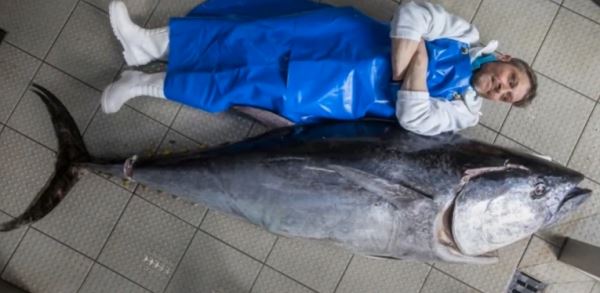 В Испании вырастили двухметрового тунца весом 146 килограммов