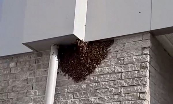 В Тольятти огромный рой пчел атаковал подъезд в многоэтажке