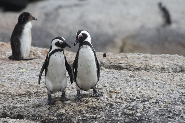 Объявили голодовку: пингвины в Японии отказываются есть дешевую рыбу