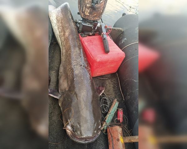 Гигантского сома выловил нижегородский рыбак