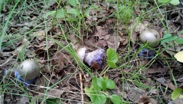 Инопланетные грибы нашли в Свердловской области